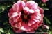 Rockii Peony: JIU ZHOU HONG